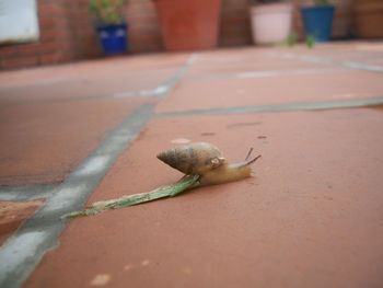 Close-up of snail