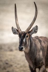 Close-up of male common waterbuck approaching camera