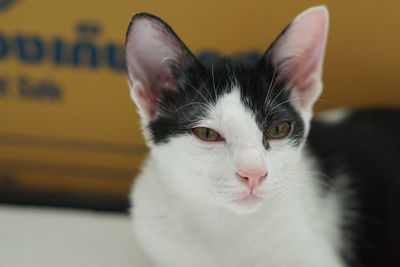 Close-up portrait of white cat