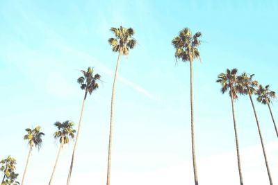 Low angle view of palm trees against sky