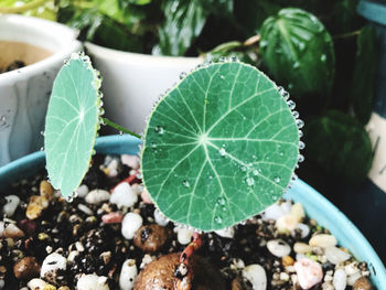 Close-up of succulent plant in field