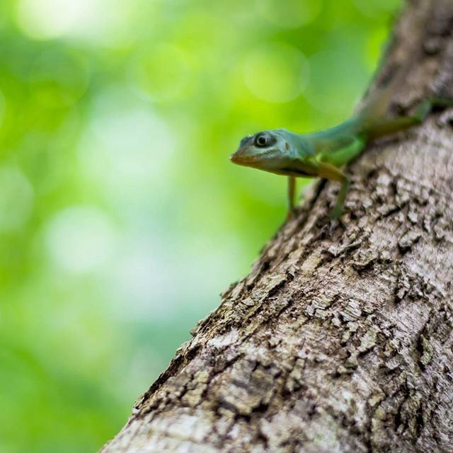 one animal, animal themes, animals in the wild, wildlife, focus on foreground, close-up, lizard, tree trunk, nature, tree, bird, reptile, side view, selective focus, squirrel, zoology, branch, textured, outdoors, day