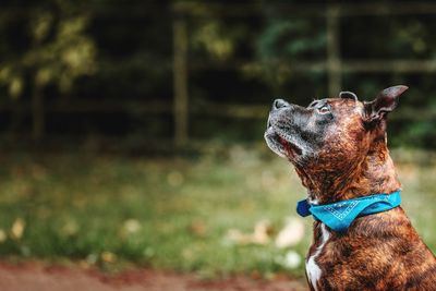 Close-up of a dog looking away