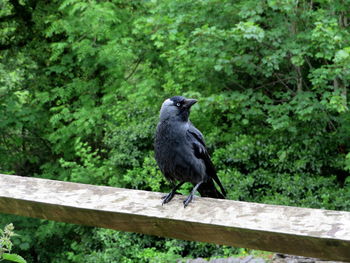 Bird perching on a railing