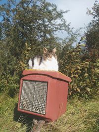 Cat on tree against sky