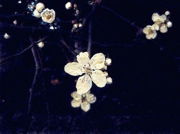 Close-up of white flowers on branch