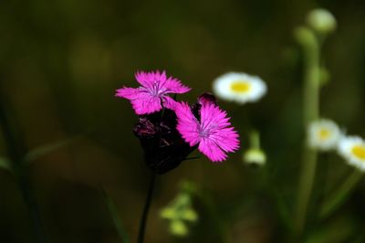 Close-up of flowers blooming outdoors