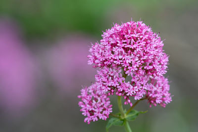 Close up of a red valerian plant in bloom