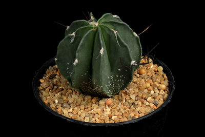 High angle view of bananas in bowl against black background