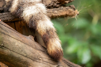 Close-up of a monkey