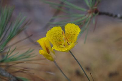 Close-up of yellow flower