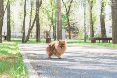 Cute puppy pomeranian spitz dog is walking in a park.