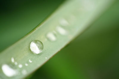 Close-up of water drops on leaf