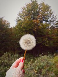 Close-up of hand holding dandelion on field against sky