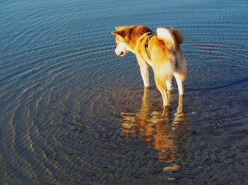 High angle view of dog on shore
