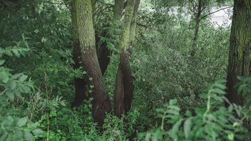 View of trees in forest