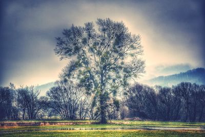 Trees on landscape against sky