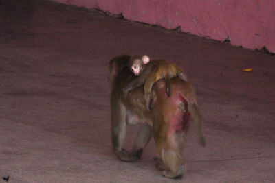Monkey on horse