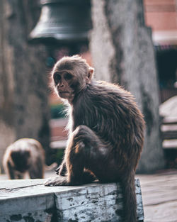 Cute monkey staring at someone.