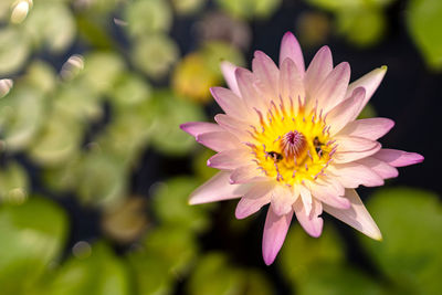 Close-up of bee pollinating flower
