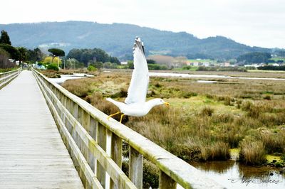 Swan on grass by tree against sky