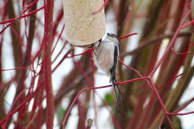 Close-up of bird perching on branch