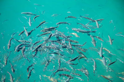 Fish swimming in sea