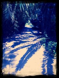 Trees in park