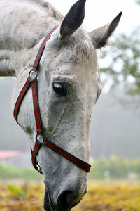 Close-up of horse on field