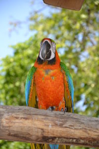 Close-up of parrot perching on branch