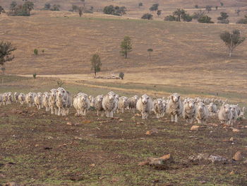 View of sheep on field