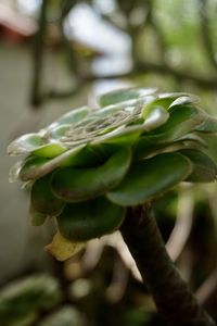 Close-up of flower