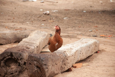 Close-up of bird on land