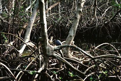 Close-up of bird on branch