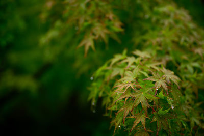 Close-up of fresh green plant