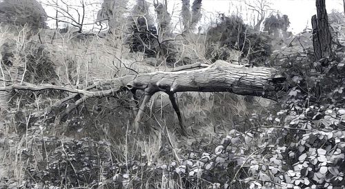 View of trees in forest