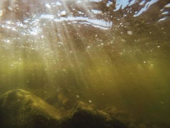 Full frame shot of jellyfish swimming in water