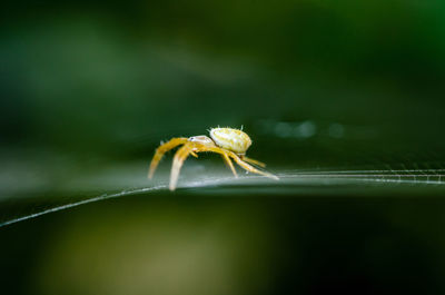 Close-up of spider on leaf