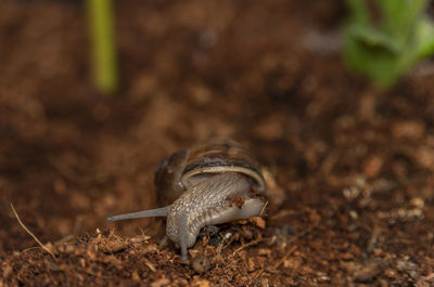 Close-up of snail on field