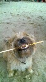 Close-up of dog on sand at beach