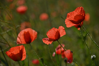 Close-up of red flowering plants