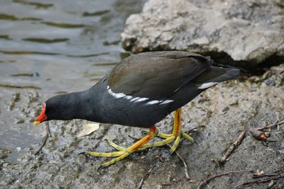 High angle view of moorhen by lake