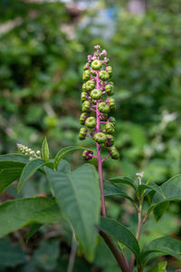 Close-up of flowering plant