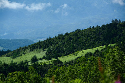 Scenic view of forest against sky