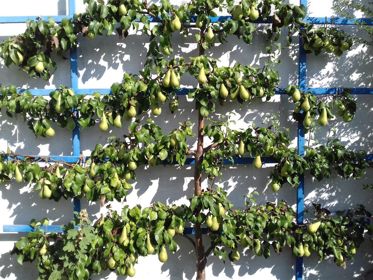 CLOSE-UP OF FRESH GREEN PLANTS IN FARM