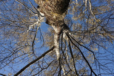 Low angle view of tree against sky