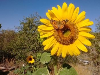 Close-up of sunflower