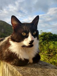 Close-up portrait of a cat