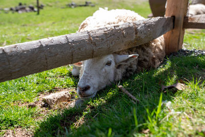 Closeup of sheep's face resting in a sunny pasture by fence