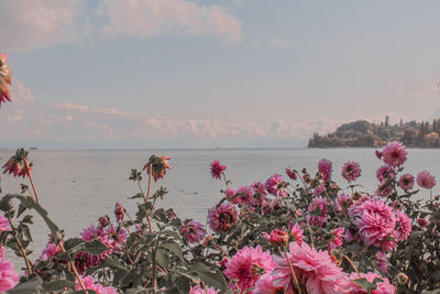 Pink flowering plants by sea against sky